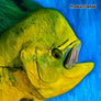 Bull Dolphin