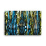 Cypress Swamp
