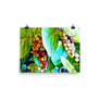 Sea Grapes