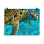 Tortuga