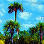 Sabals in Sawgrass